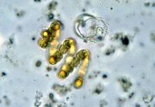 На центральном пляже Пярну обнаружены цианобактерии