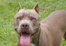 В России предлагают уголовно наказывать владельцев бойцовских собак, если те причинили людям вред здоровью