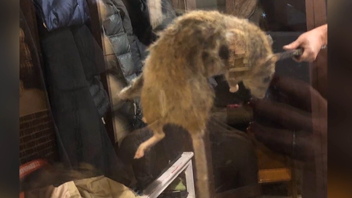 фото мыши в метро
