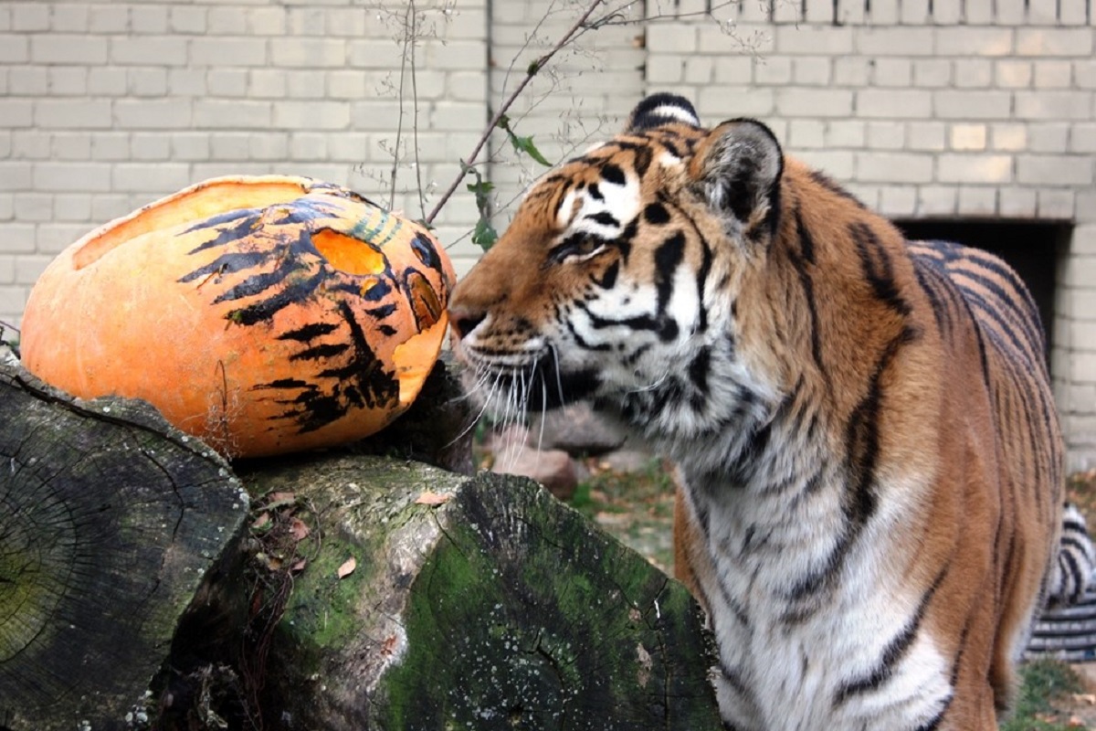 Веселые животные. Тигр ест тыкву. Тигр с тыквой. Тигр и тигровая тыква читать. Тигр в аквариуме.