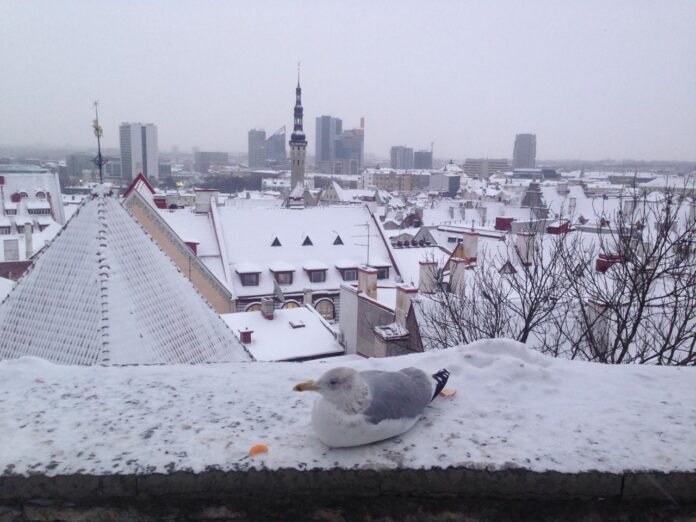 Таллинн в снегу. Фото Виктории Мисайлиди
