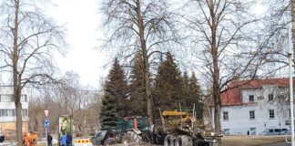 вырубка деревьев в Нарве
