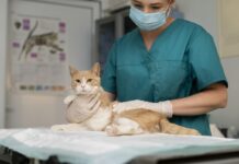 ветеринар, кошка, чипирование