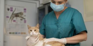 ветеринар, кошка, чипирование