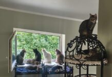 Приют для животных