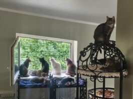 Приют для животных