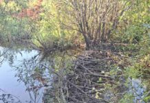 бобровая плотина