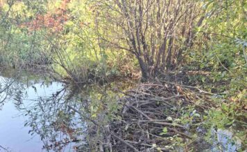 бобровая плотина