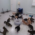 кошки приют для животных