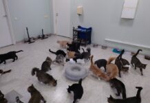 кошки приют для животных