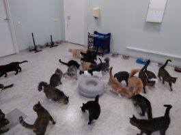 кошки приют для животных