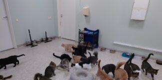 кошки приют для животных