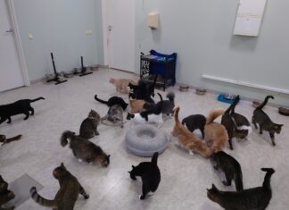«Кошкин дом» в поиске хозяина: будет ли кому управлять городским приютом для животных? кошки приют для животных