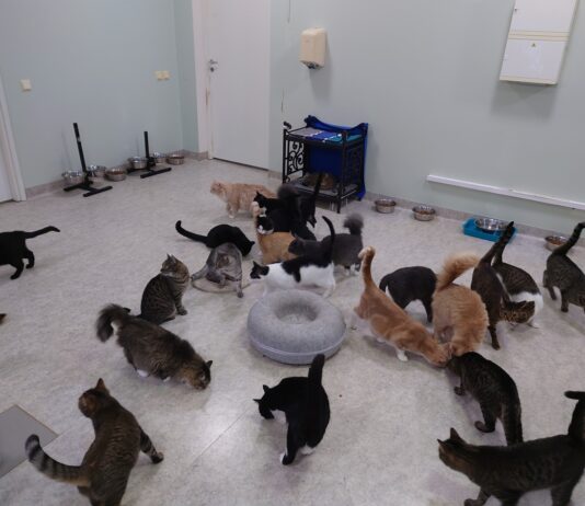 кошки приют для животных