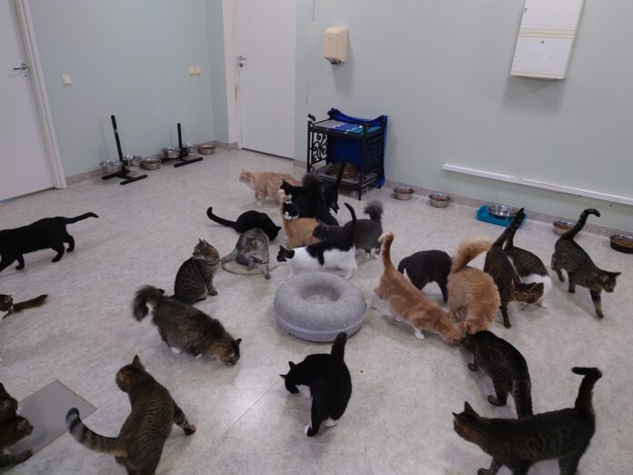 кошки приют для животных кошки приют для животных